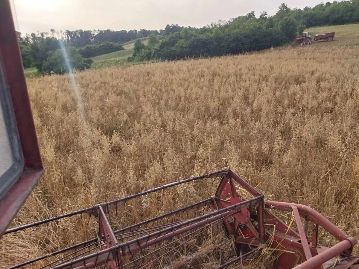 Poljoprivrednici Laza Ćosinih i Komušine očajni zbog štete koju im na usjevima radi divljač