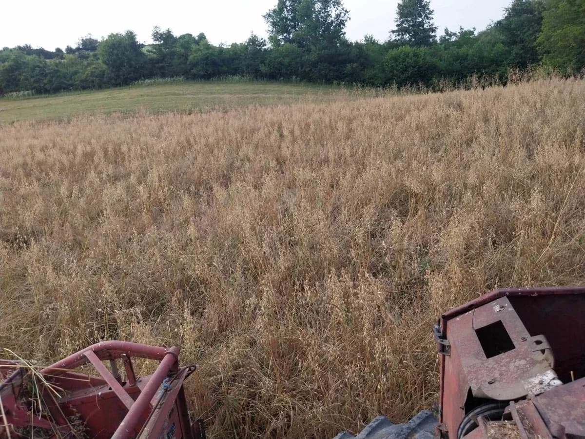 Poljoprivrednici Laza Ćosinih i Komušine očajni zbog štete koju im na usjevima radi divljač