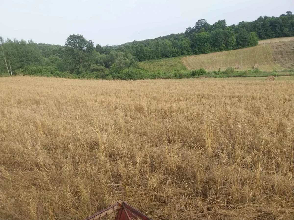 Poljoprivrednici Laza Ćosinih i Komušine očajni zbog štete koju im na usjevima radi divljač