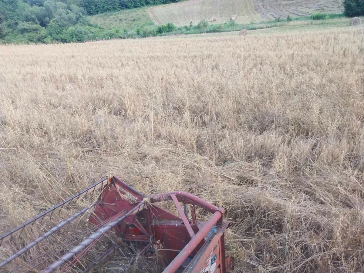 Poljoprivrednici Laza Ćosinih i Komušine očajni zbog štete koju im na usjevima radi divljač