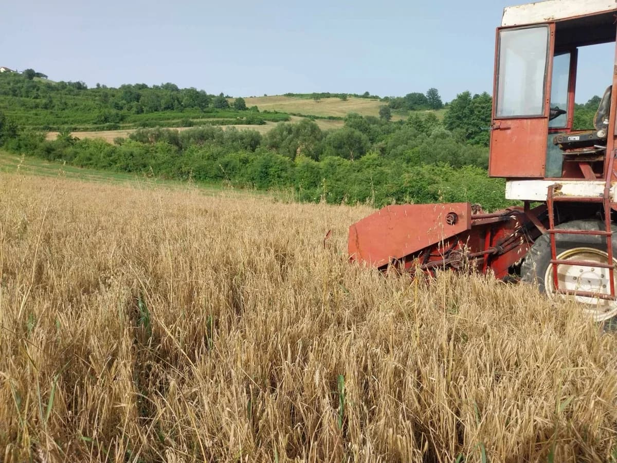 Poljoprivrednici Laza Ćosinih i Komušine očajni zbog štete koju im na usjevima radi divljač