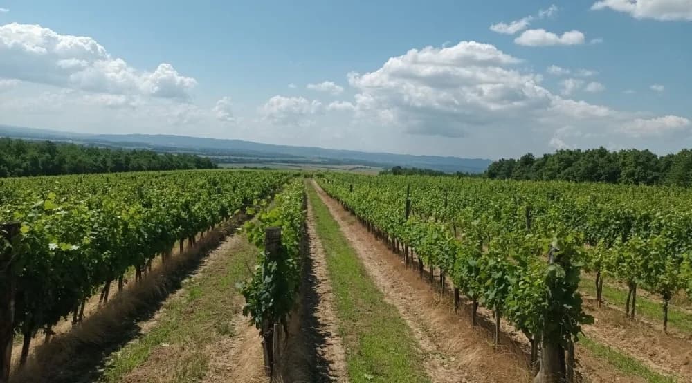 Velički vinar Hrvoje Pavlović: ’Graševina s vrućinama gubi svoj štih, zato ćemo brati ranije, da ostane svježina’
