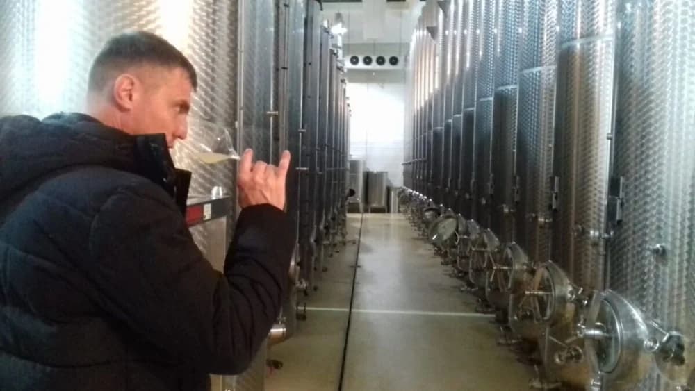 Velički vinar Hrvoje Pavlović: ’Graševina s vrućinama gubi svoj štih, zato ćemo brati ranije, da ostane svježina’