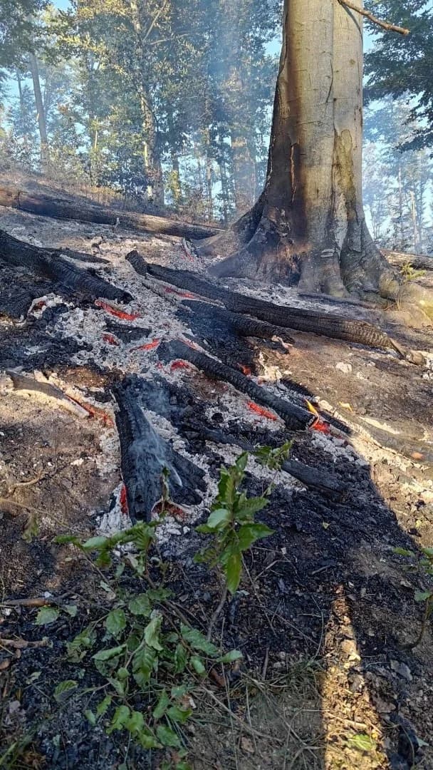 Šuma iznad pakračkih Cikota gorjela dva puta u dva dana