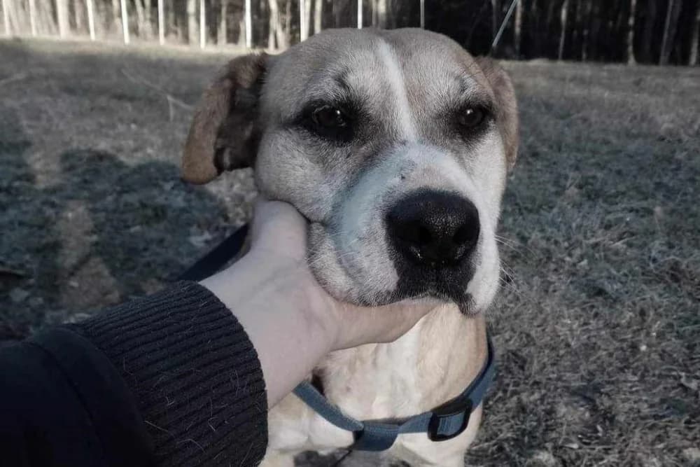 U Bučju psi ugibaju od parvoviroze, krvavih proljeva, a pronalaze ih i mrtve u boksovima