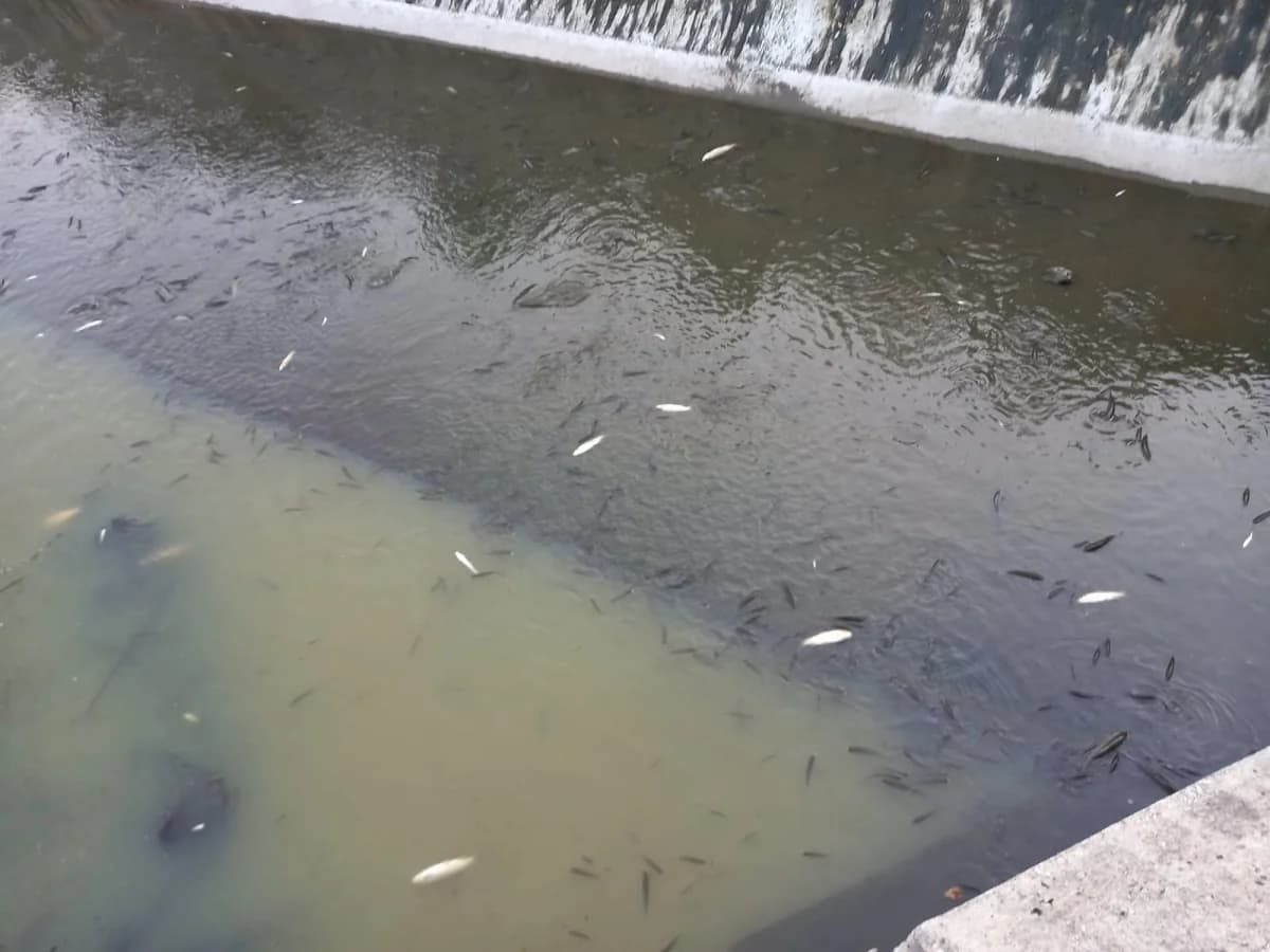 Užasni prizori u Pleternici: Pomor ribe u Orljavi