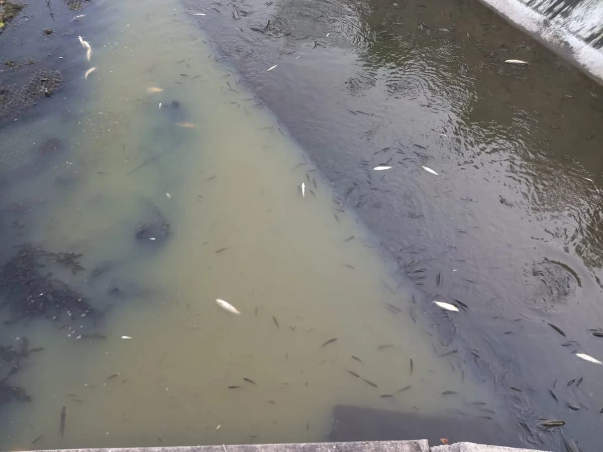 Užasni prizori u Pleternici: Pomor ribe u Orljavi