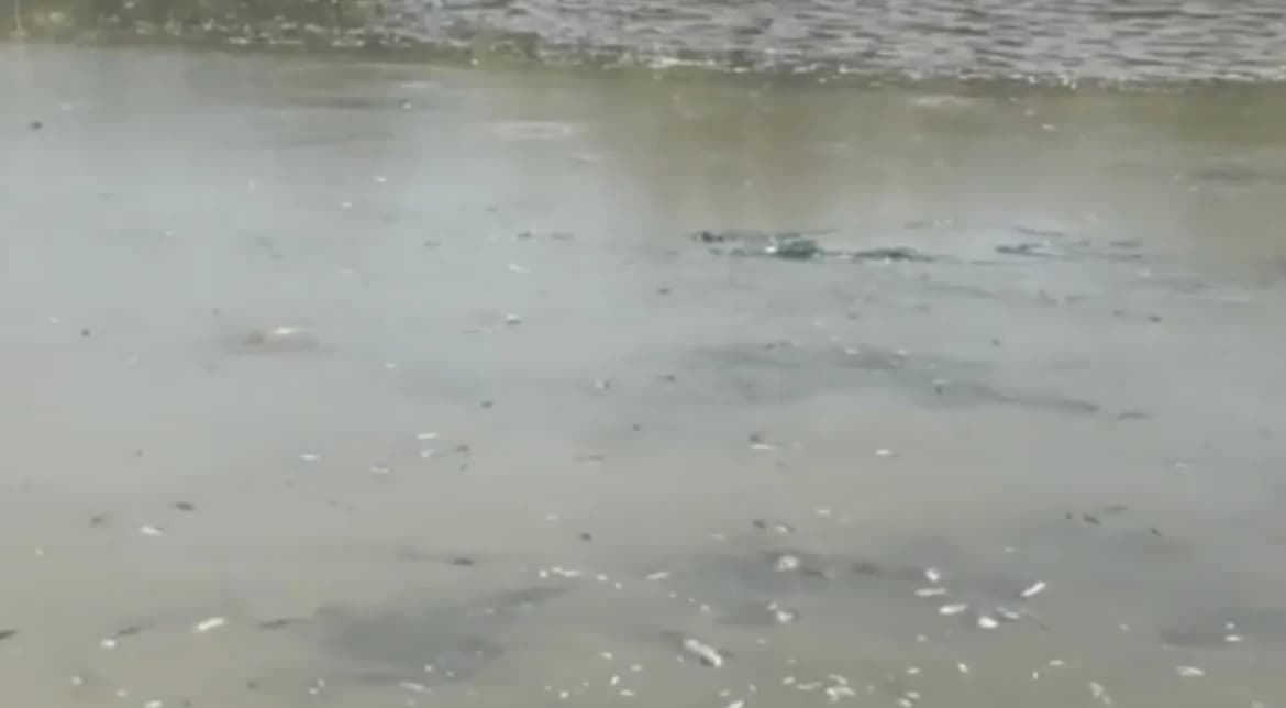 Pomor ribe i na jezeru iznad Kaptola
