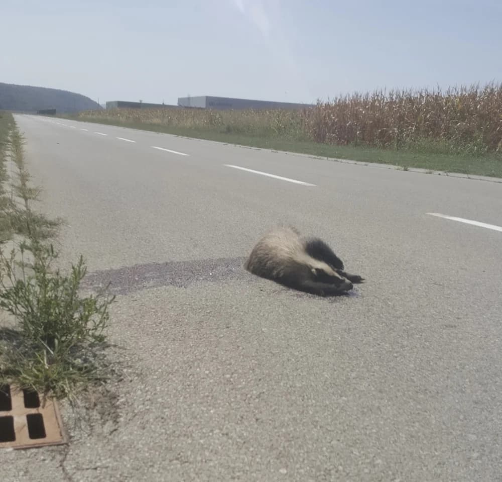 ’Pleternički veterinari odbijaju maknuti mrtvu strvinu s kolnika koja se nalazi 500 m od njih!’