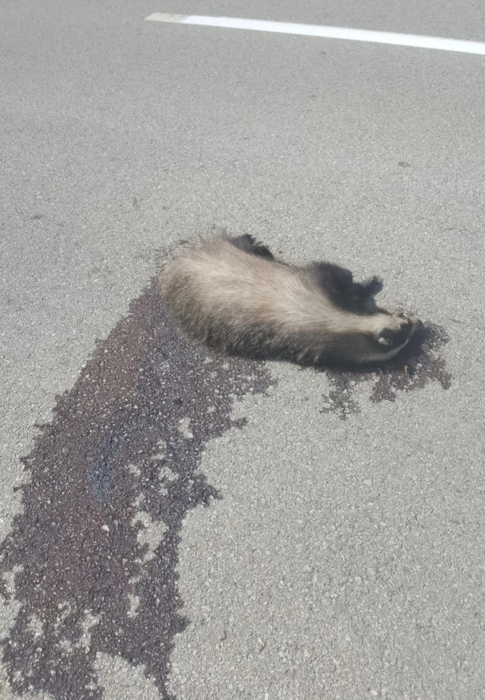 ’Pleternički veterinari odbijaju maknuti mrtvu strvinu s kolnika koja se nalazi 500 m od njih!’