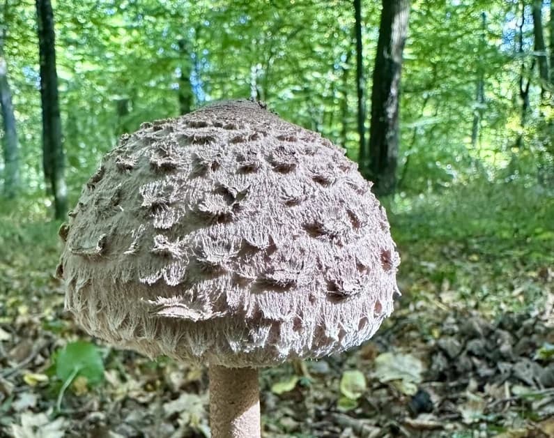 Gljiva sunčanica