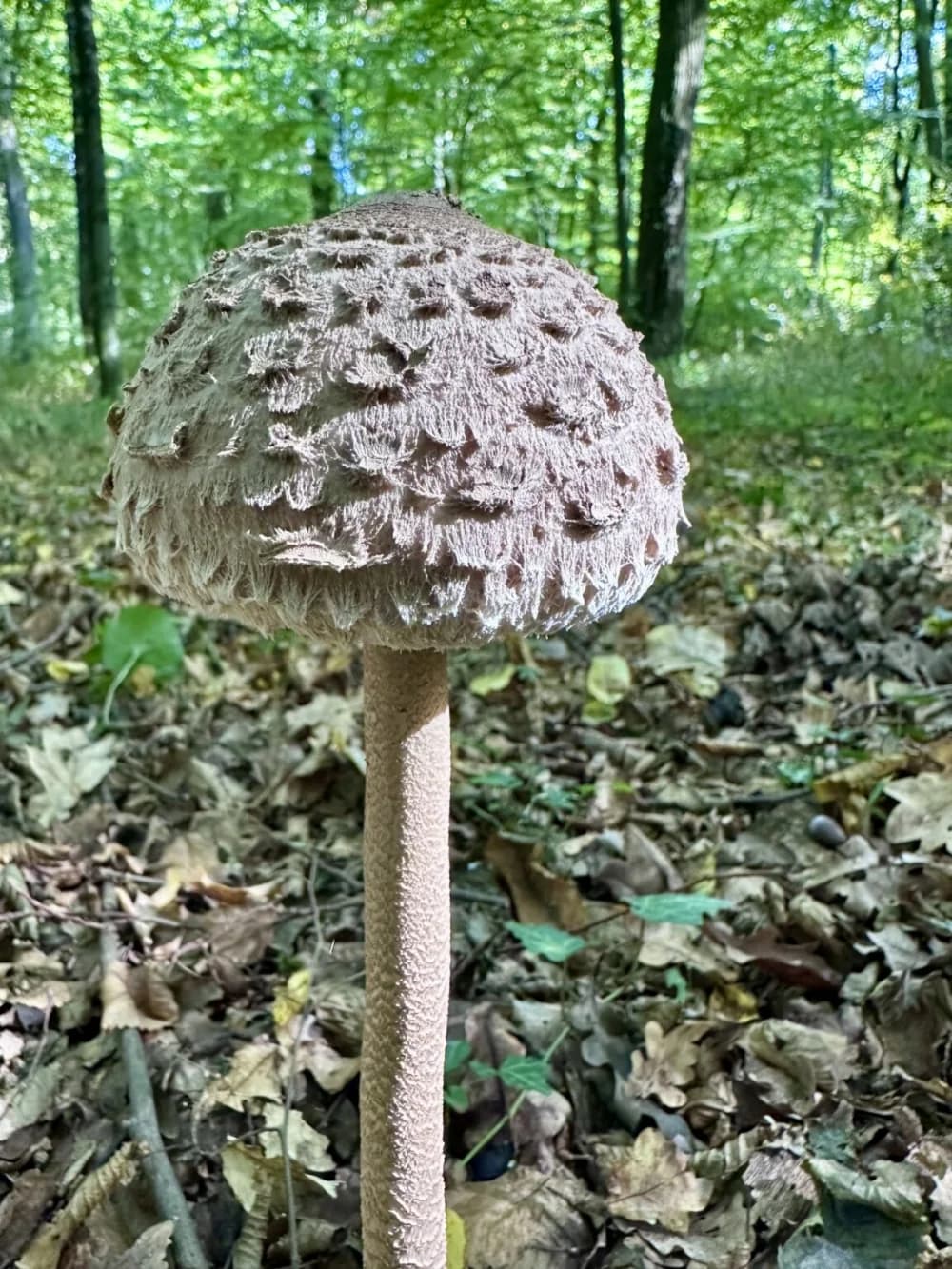 Idete u gljive? U šumama se pojavila nova vrsta, jestiva je