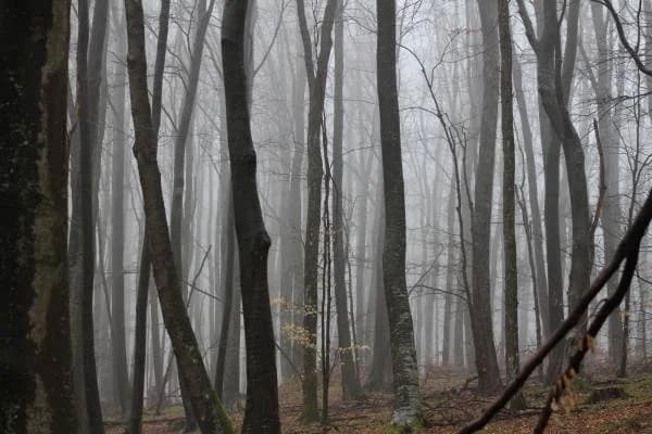 Nepoznati počinitelj otuđio stabla u vlasništvu Hrvatskih šuma