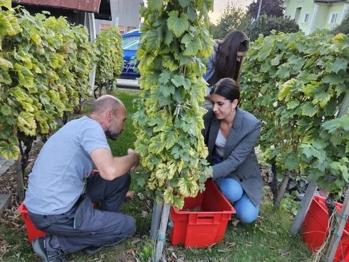 Završetak berbe grožđa