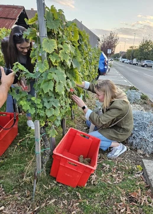 U Kutjevu obilježen zavšetak berbe grožđa