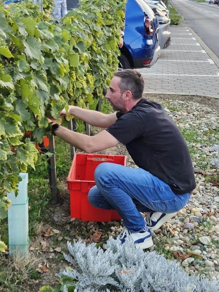 U Kutjevu obilježen zavšetak berbe grožđa