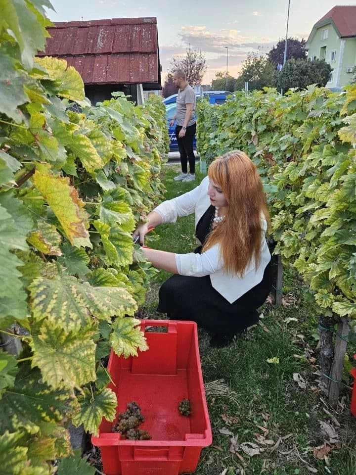 U Kutjevu obilježen zavšetak berbe grožđa