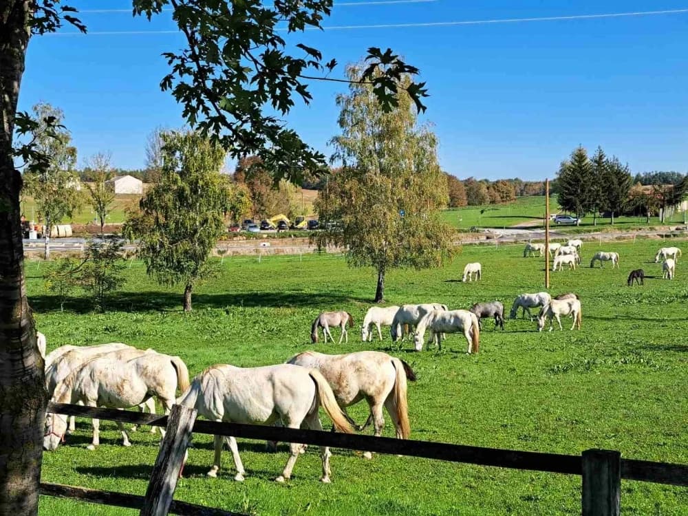 Lipicanci
