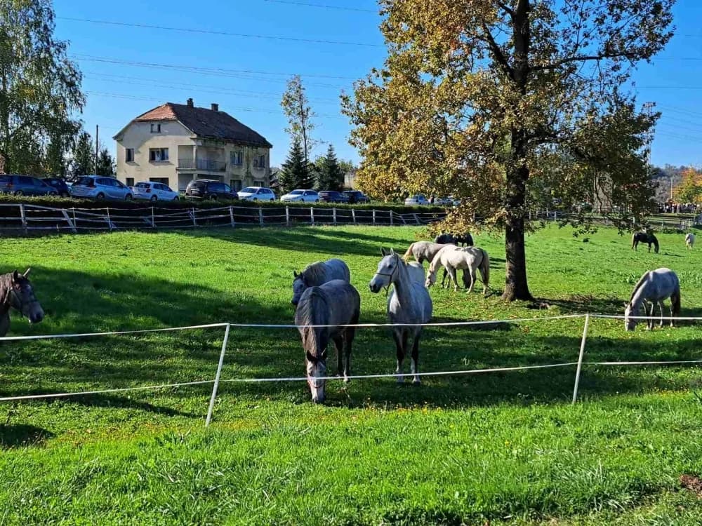 17 godina od povratka Lipicanaca u Lipik