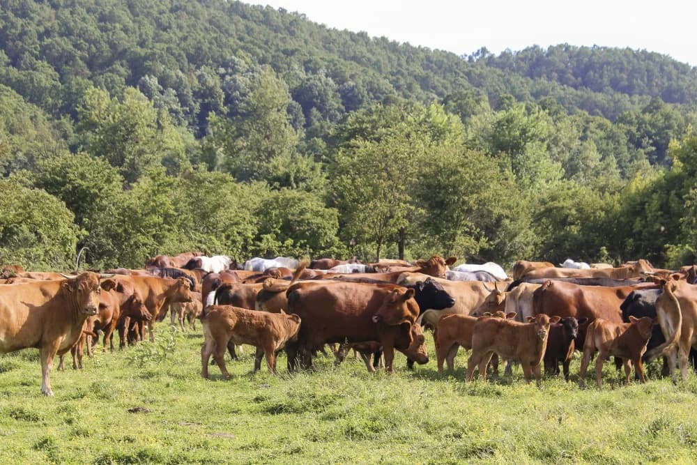 Nova mesnica: Požežani od ovog tjedna mogu kupovati prvoklasno meso iz eko proizvodnje
