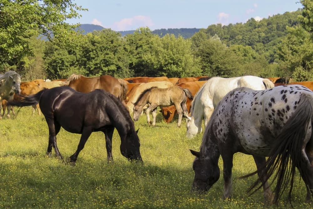 Nova mesnica: Požežani od ovog tjedna mogu kupovati prvoklasno meso iz eko proizvodnje