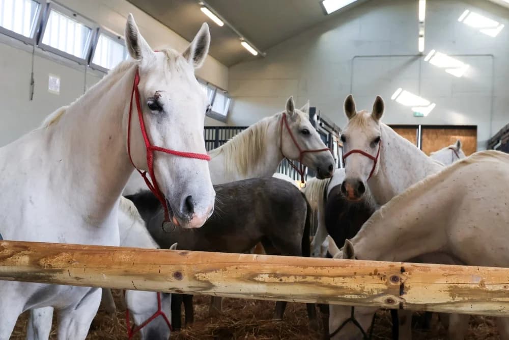 LIPIK: Otvorena nova državna ergela lipicanaca