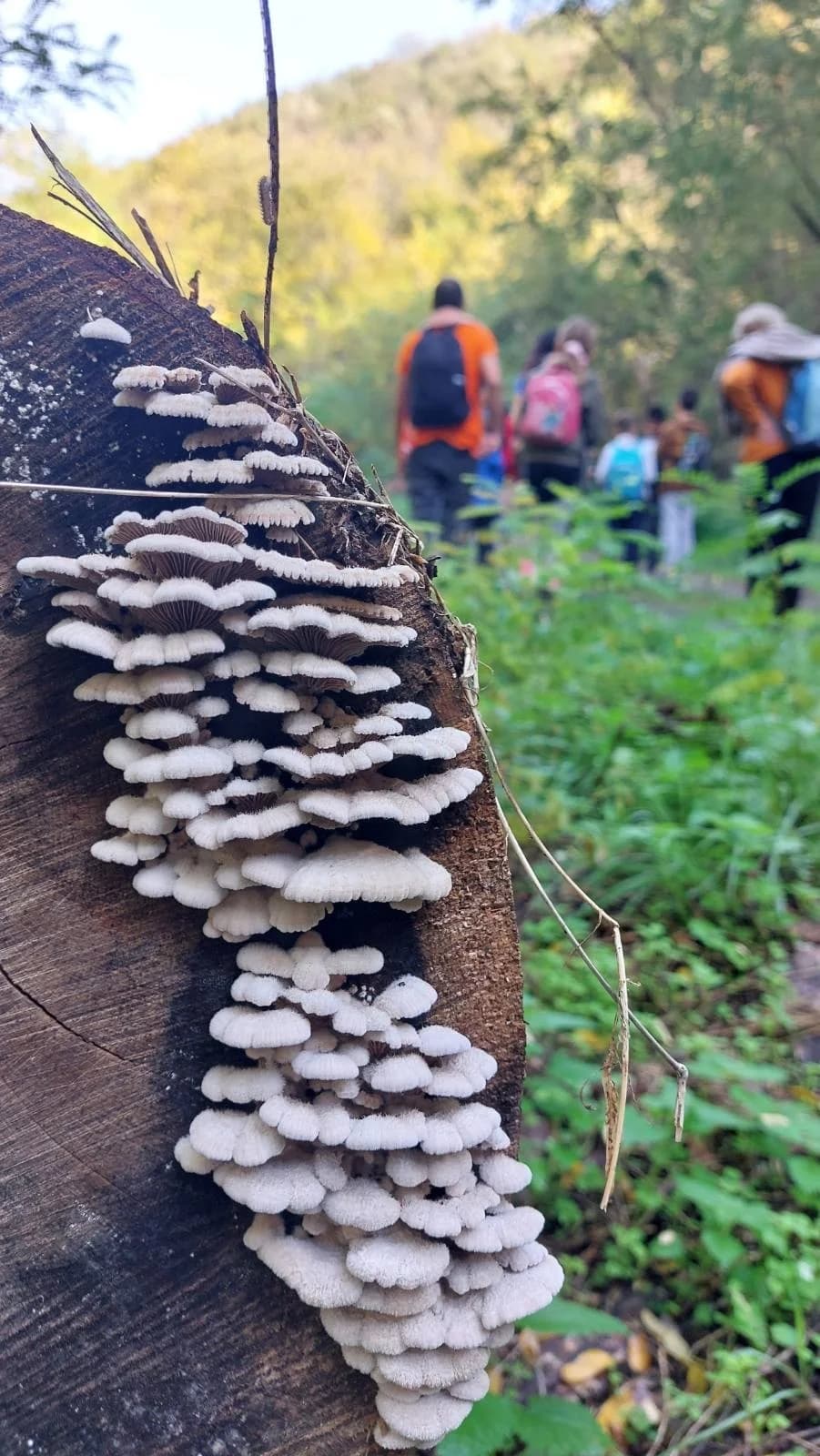 FOTO: Planinarski izlet do kule Gračanica