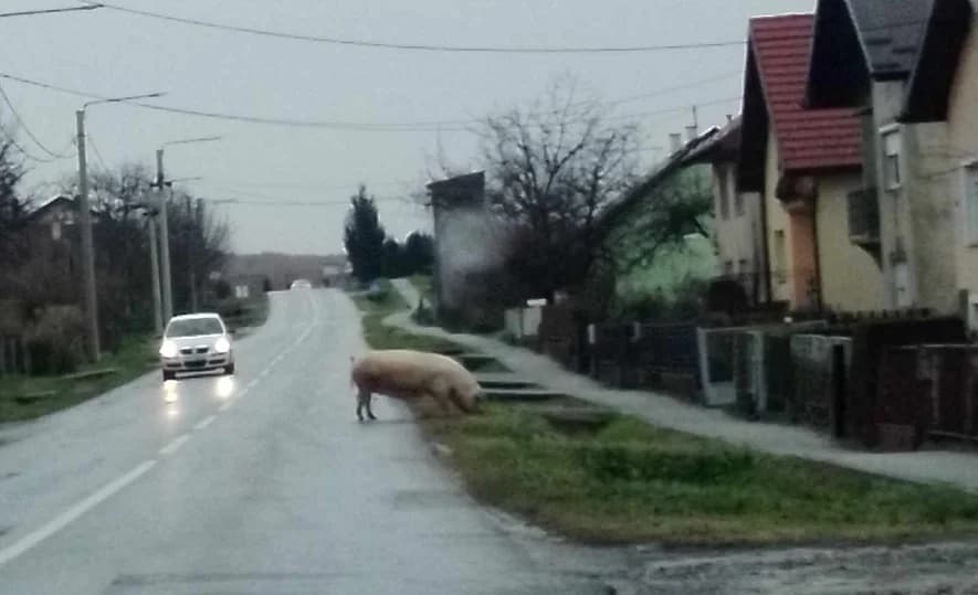 Odbjegla krmača