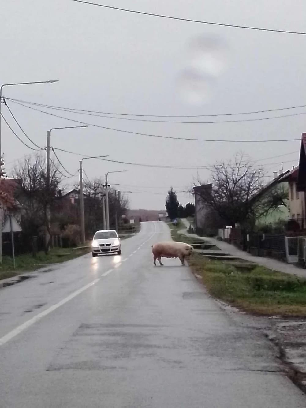 Netko izgubio krmaču?