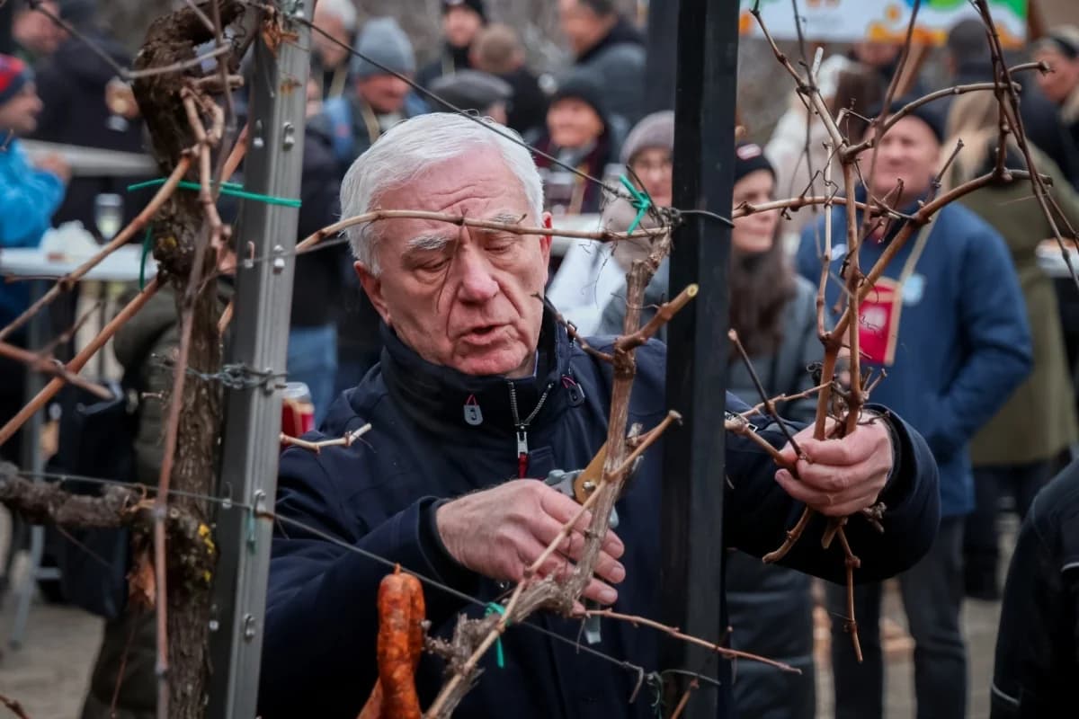 Proslava Vincelova diljem Požeško-slavonske županije