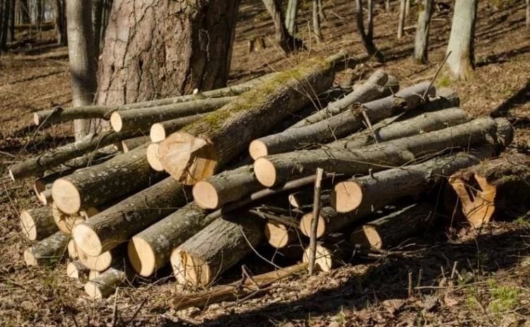 Nepoznati počinitelj posjekao i otuđio stabla