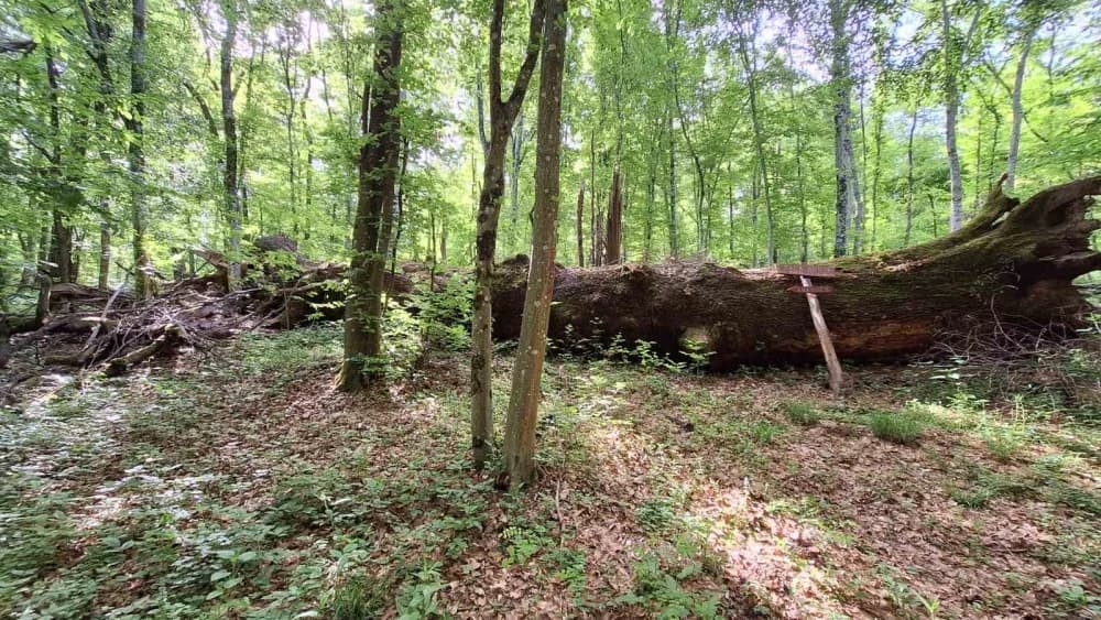 Planinarenje kroz divljinu: Izlet od Brčna do Pljuskare pun izazova i zajedništva