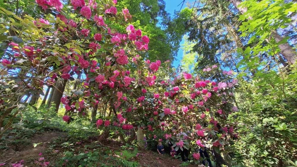 Požeški planinari i Alumni FTRR oduševljeni ljepotama Rupnice i Arboretuma Lisičine