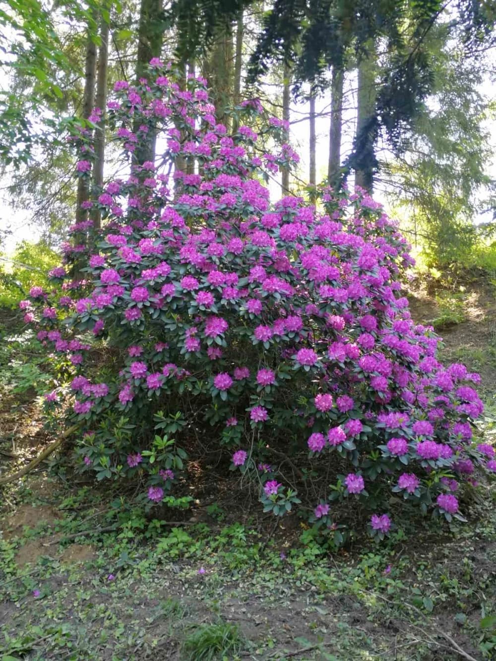 Požeški planinari i Alumni FTRR oduševljeni ljepotama Rupnice i Arboretuma Lisičine