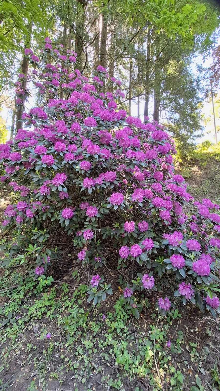 Požeški planinari i Alumni FTRR oduševljeni ljepotama Rupnice i Arboretuma Lisičine