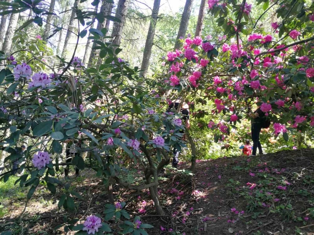 Požeški planinari i Alumni FTRR oduševljeni ljepotama Rupnice i Arboretuma Lisičine