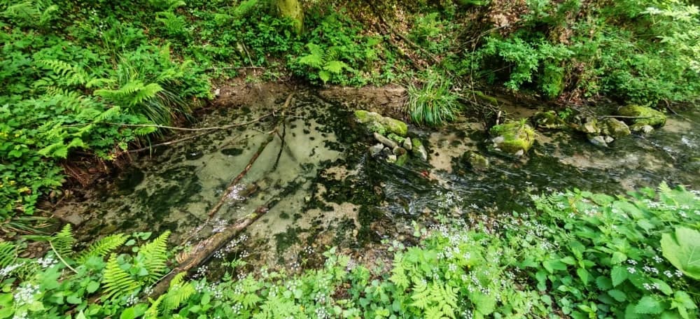 Botanički izlet na Papuk - HPD Gojzerica Požega