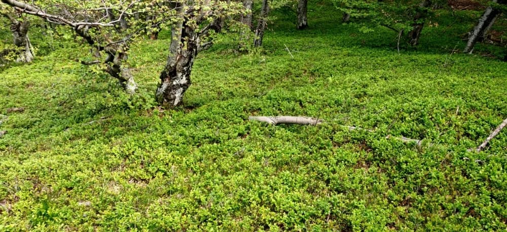 Botanički izlet na Papuk - HPD Gojzerica Požega