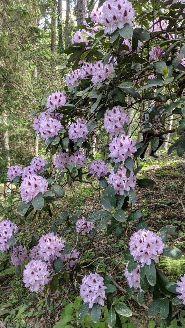 Arboretuma Lisičine - HPD Gojzerica Požega - nedjelja 18.05.2025.