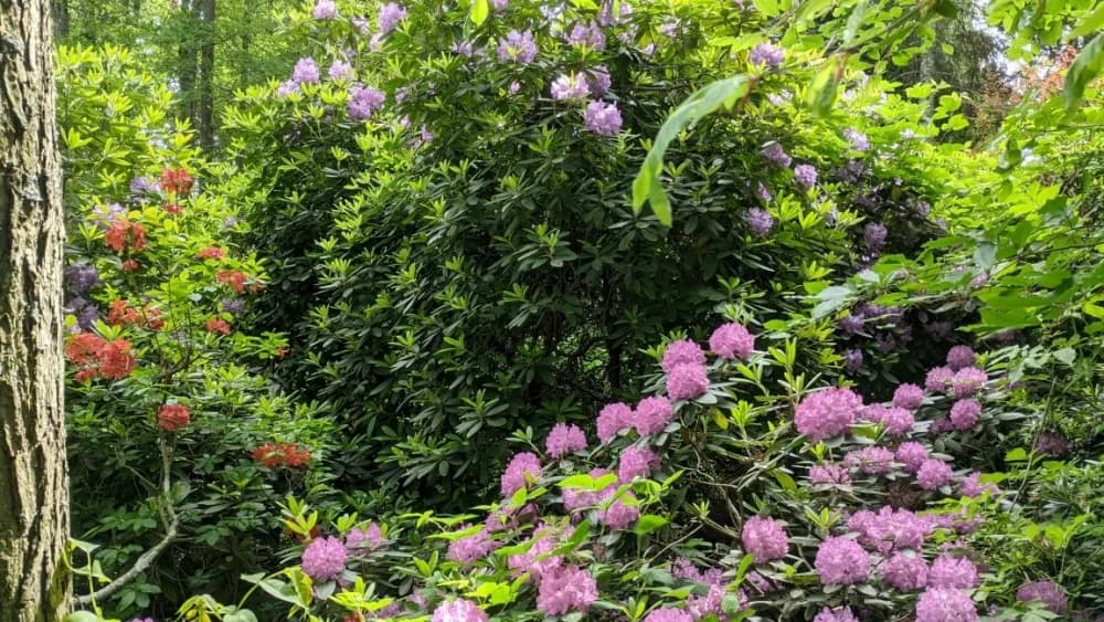 Arboretuma Lisičine - HPD Gojzerica Požega - nedjelja 18.05.2025.