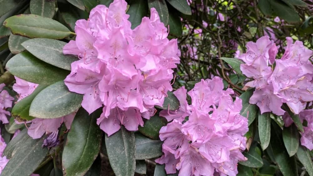 Arboretuma Lisičine - HPD Gojzerica Požega - nedjelja 18.05.2025.