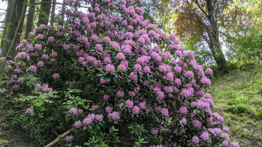 Arboretuma Lisičine - HPD Gojzerica Požega - nedjelja 18.05.2025.