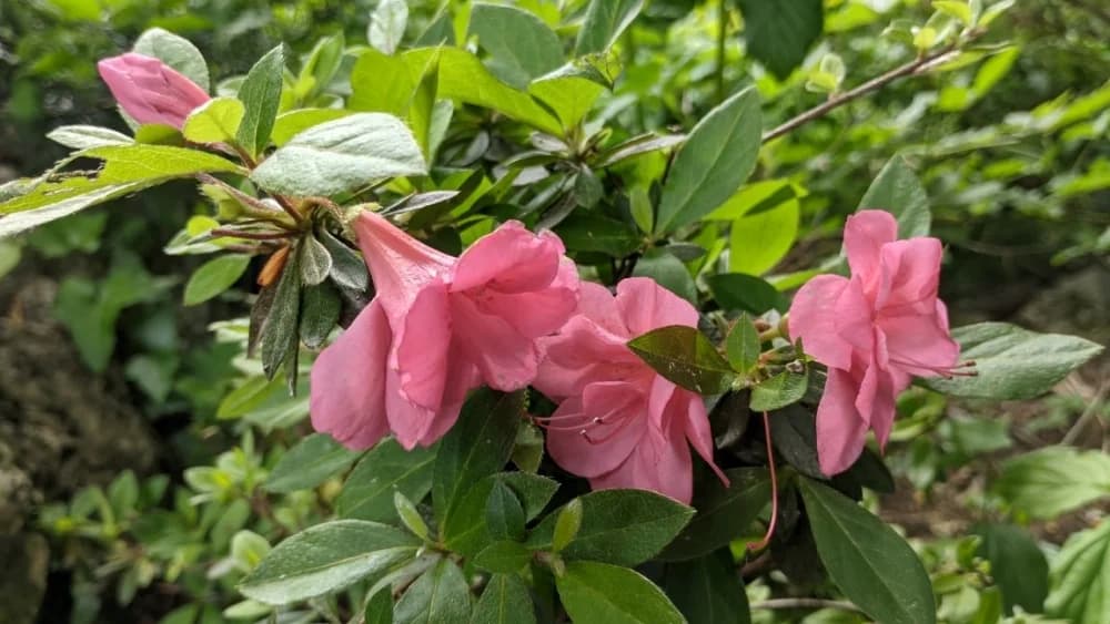 Arboretuma Lisičine - HPD Gojzerica Požega - nedjelja 18.05.2025.