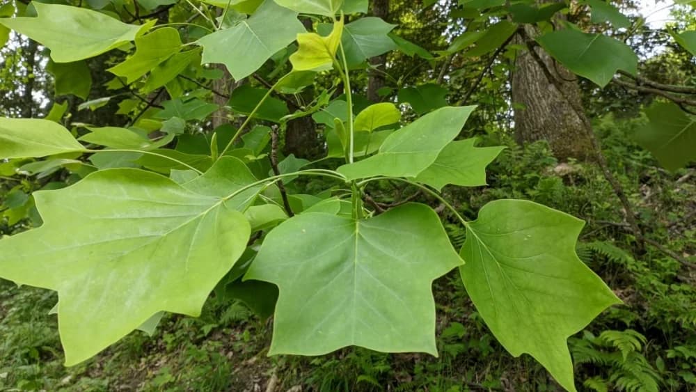 Arboretuma Lisičine - HPD Gojzerica Požega - nedjelja 18.05.2025.