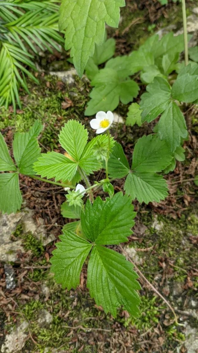 Arboretuma Lisičine - HPD Gojzerica Požega - nedjelja 18.05.2025.