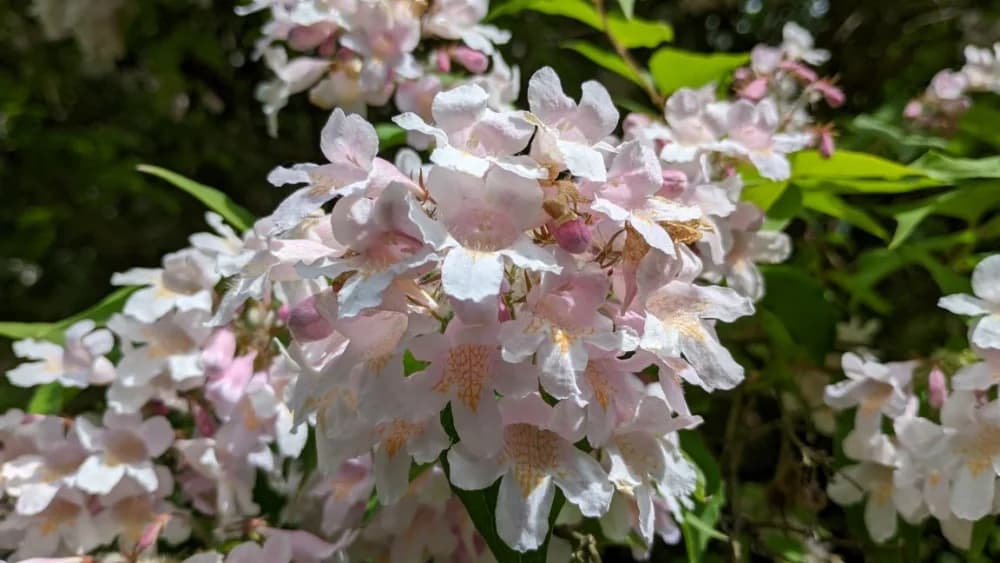 Arboretuma Lisičine - HPD Gojzerica Požega - nedjelja 18.05.2025.