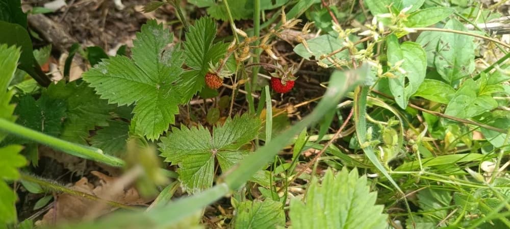 Arboretuma Lisičine - HPD Gojzerica Požega - nedjelja 18.05.2025.