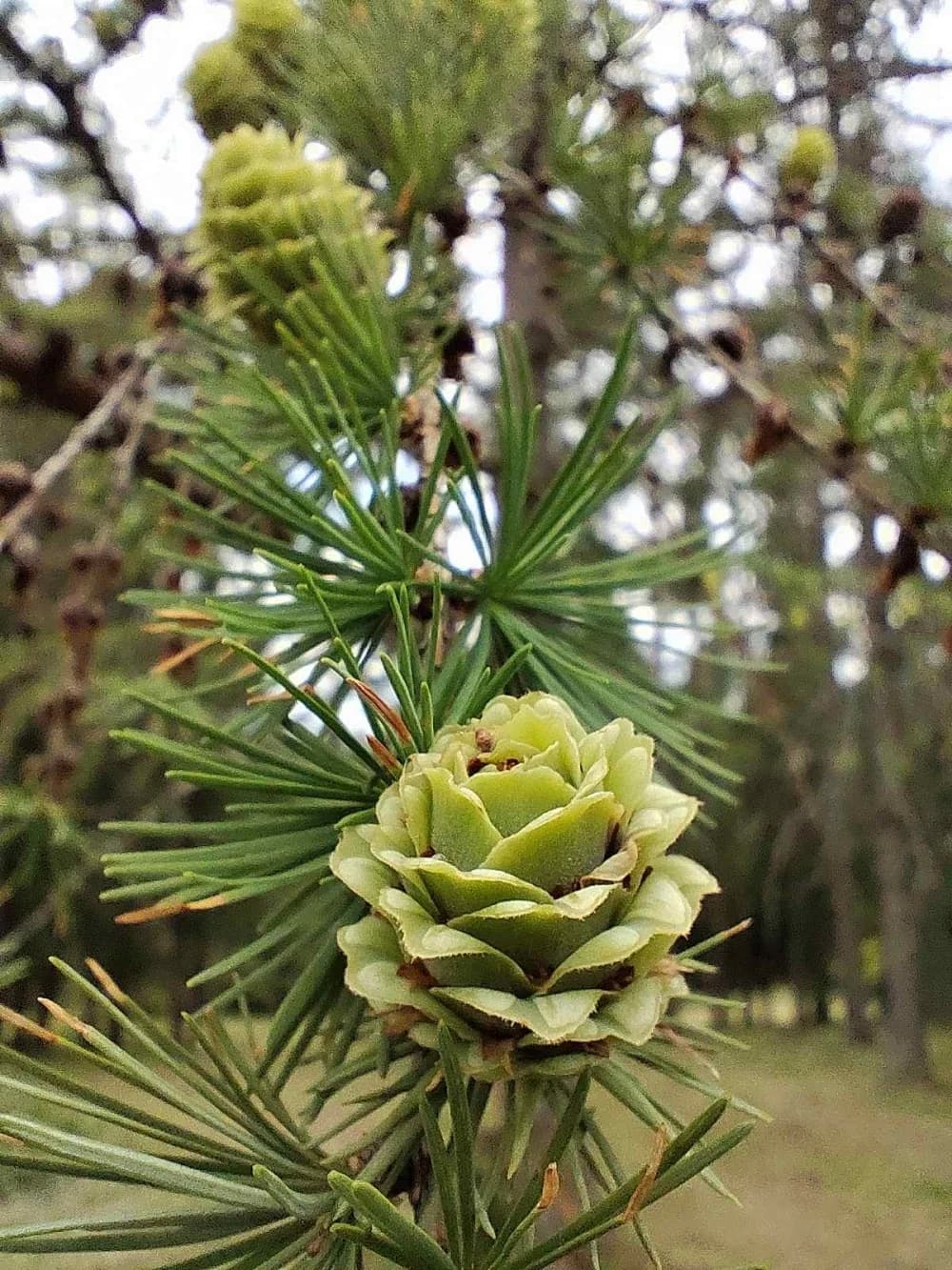Arboretuma Lisičine - HPD Gojzerica Požega - nedjelja 18.05.2025.