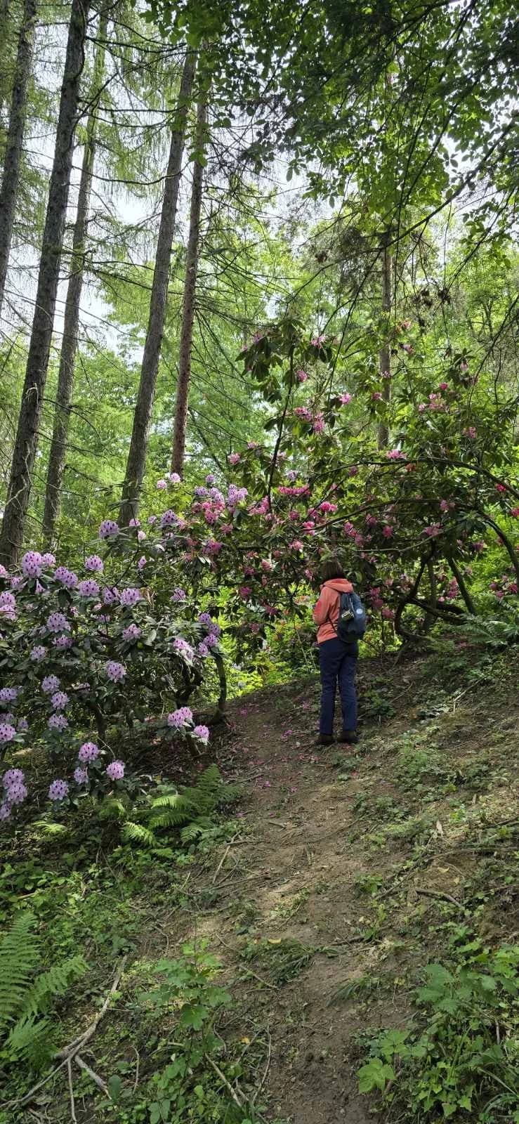 Arboretuma Lisičine - HPD Gojzerica Požega - nedjelja 18.05.2025.