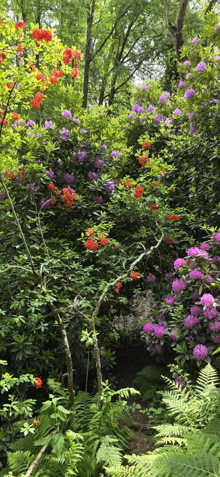 Arboretuma Lisičine - HPD Gojzerica Požega - nedjelja 18.05.2025.